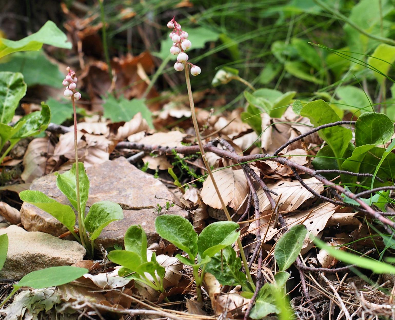 Wintergreen, Small